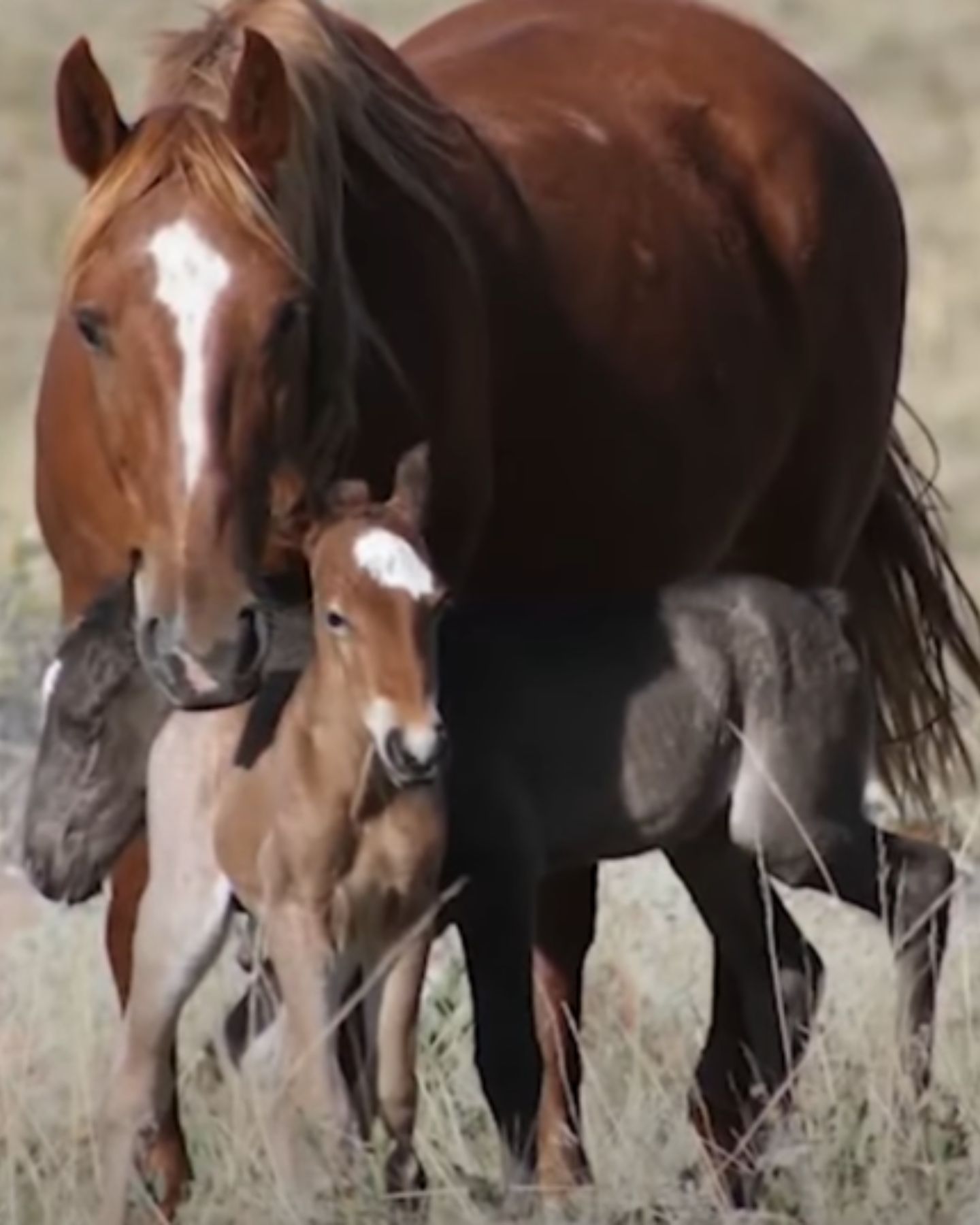 mare and twin colts