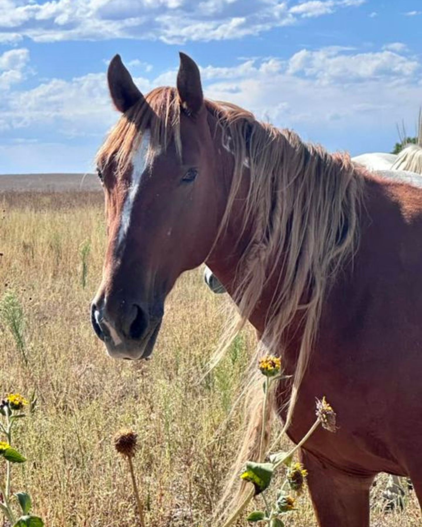 mare on a pasture