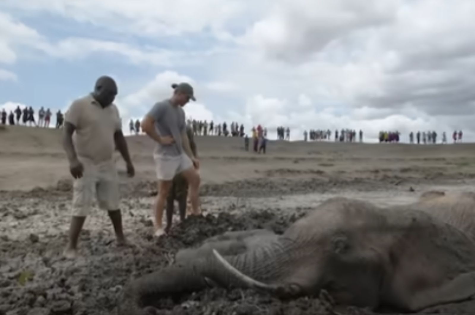 men looking at the elephants