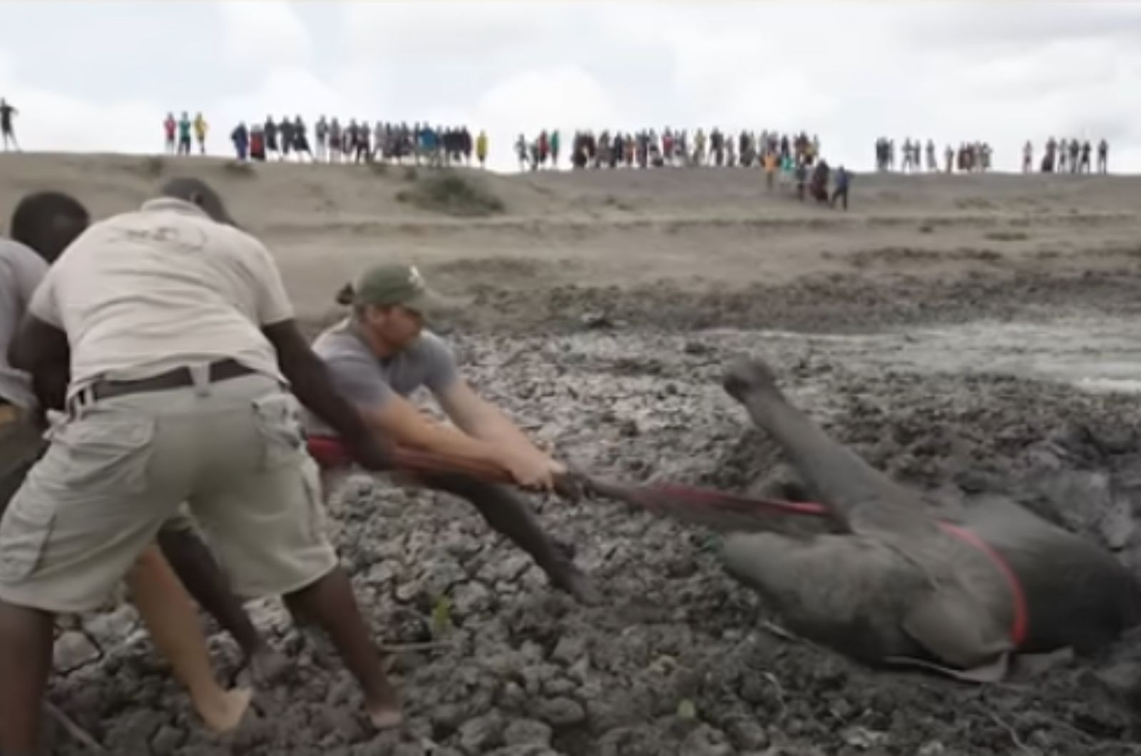 men pulling the elephant out of mud