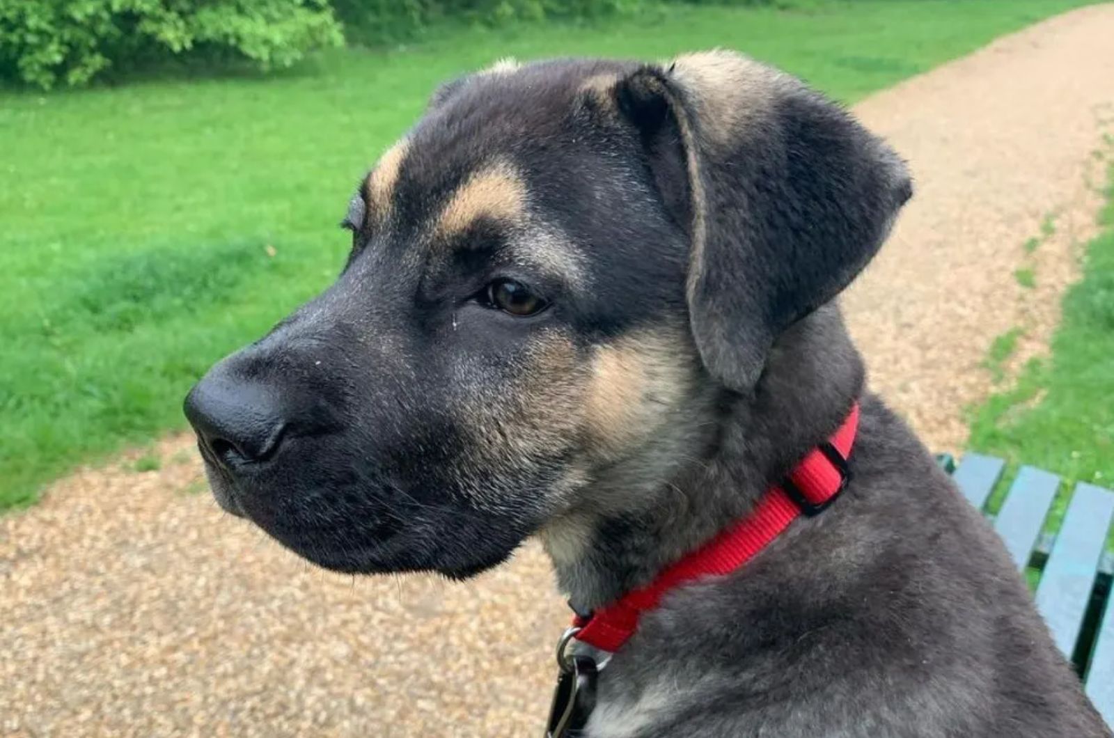 mixed puppy