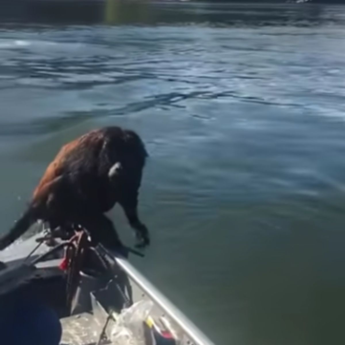 monkey on the boat