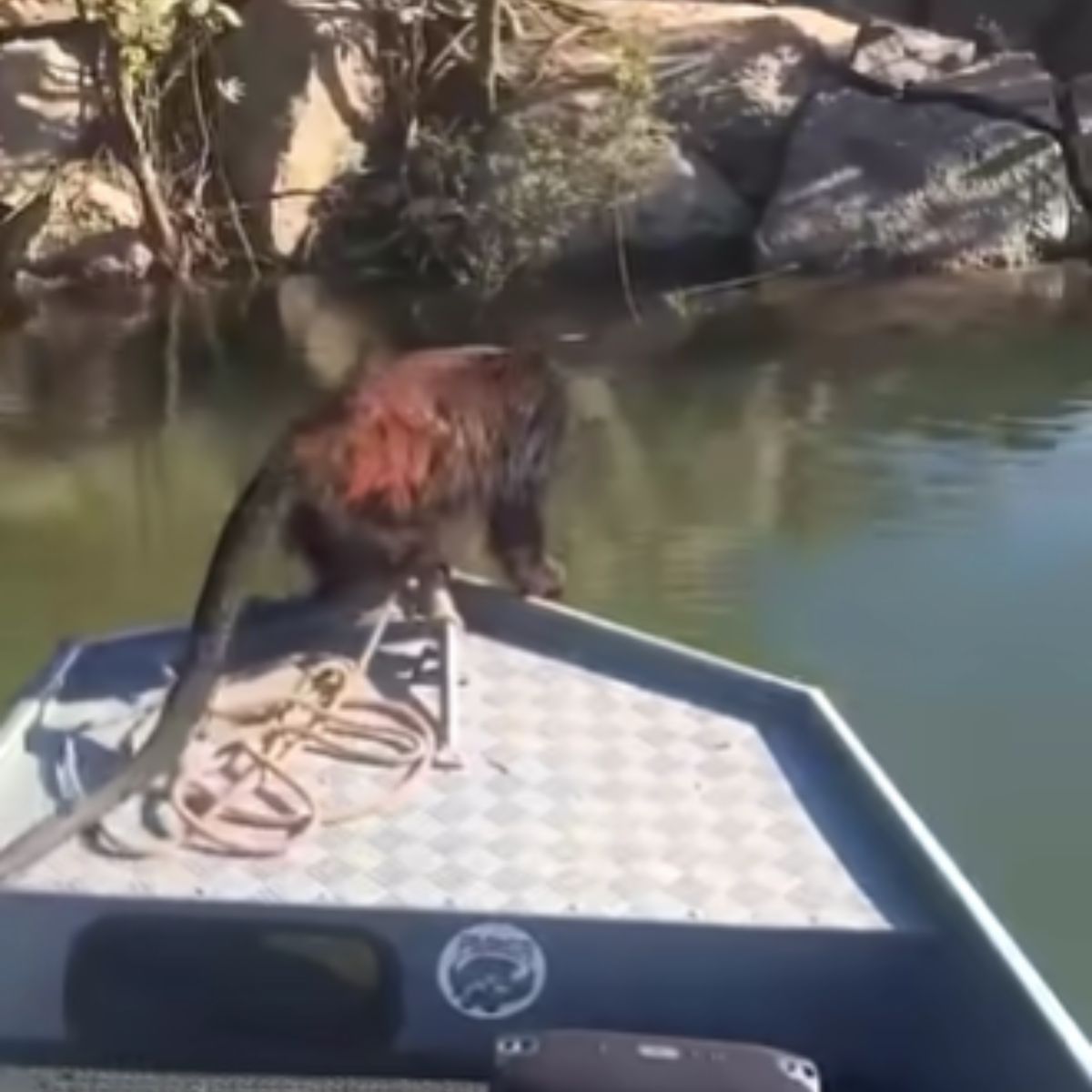 monkey standing on the boat