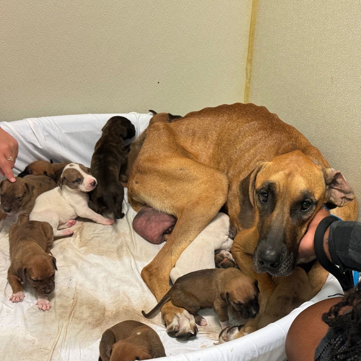 mother dog and many puppies