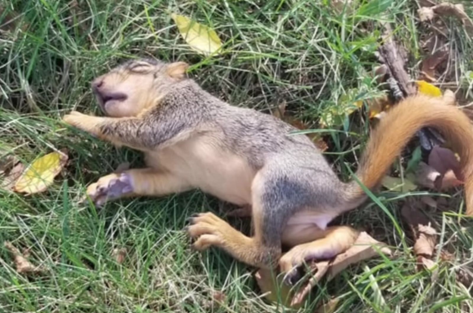 motionless squirrel