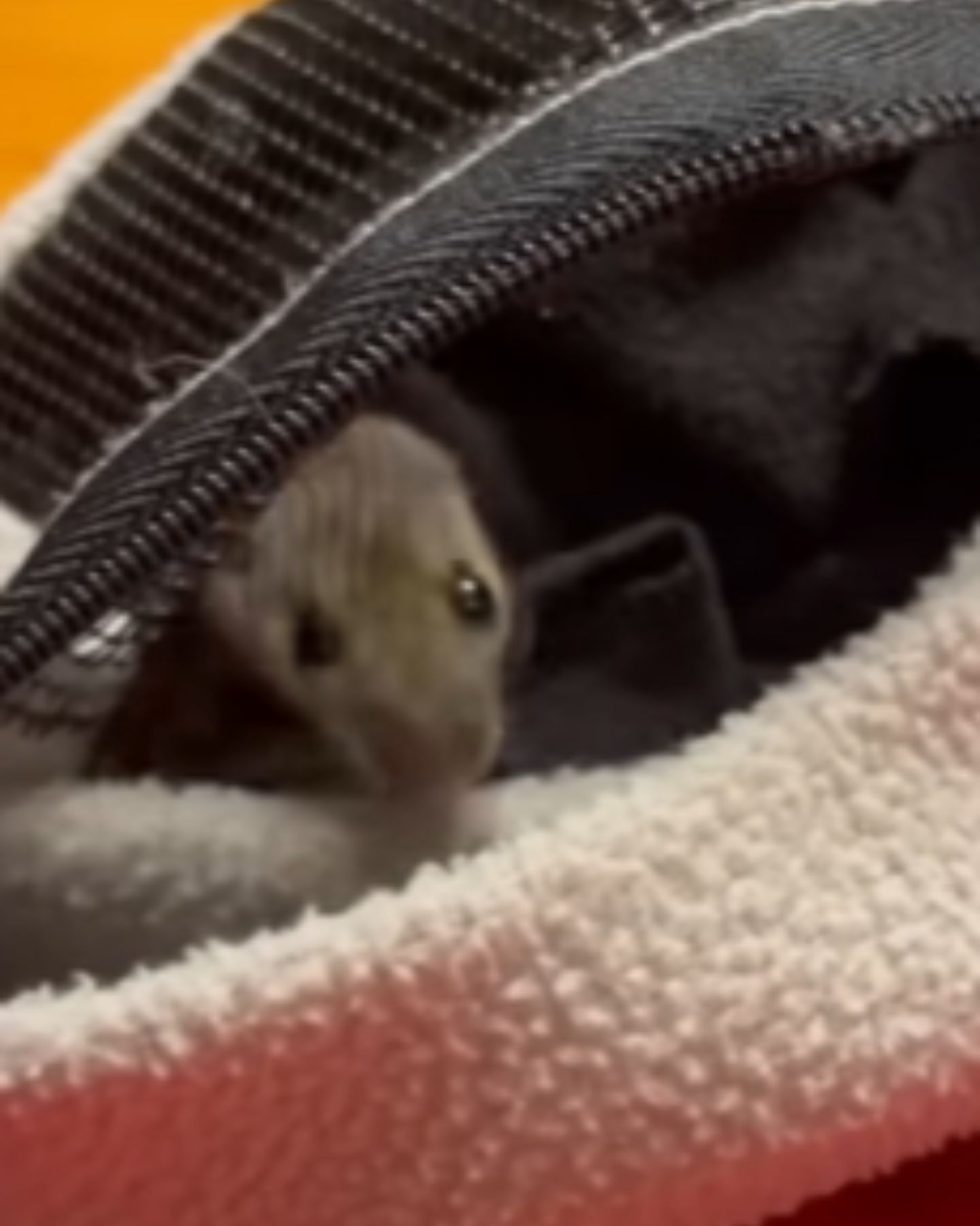 mouse peeking from bag