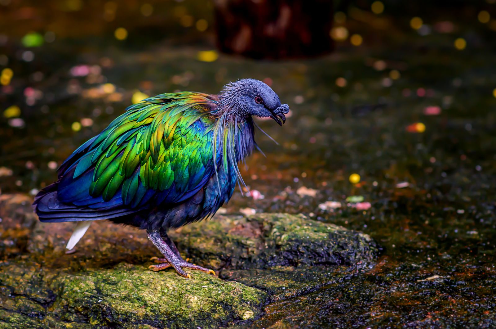 nicobar pigeon walking