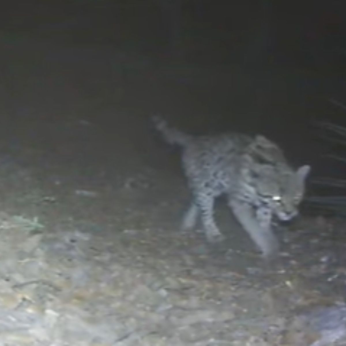 ocelot spotted on trail camera