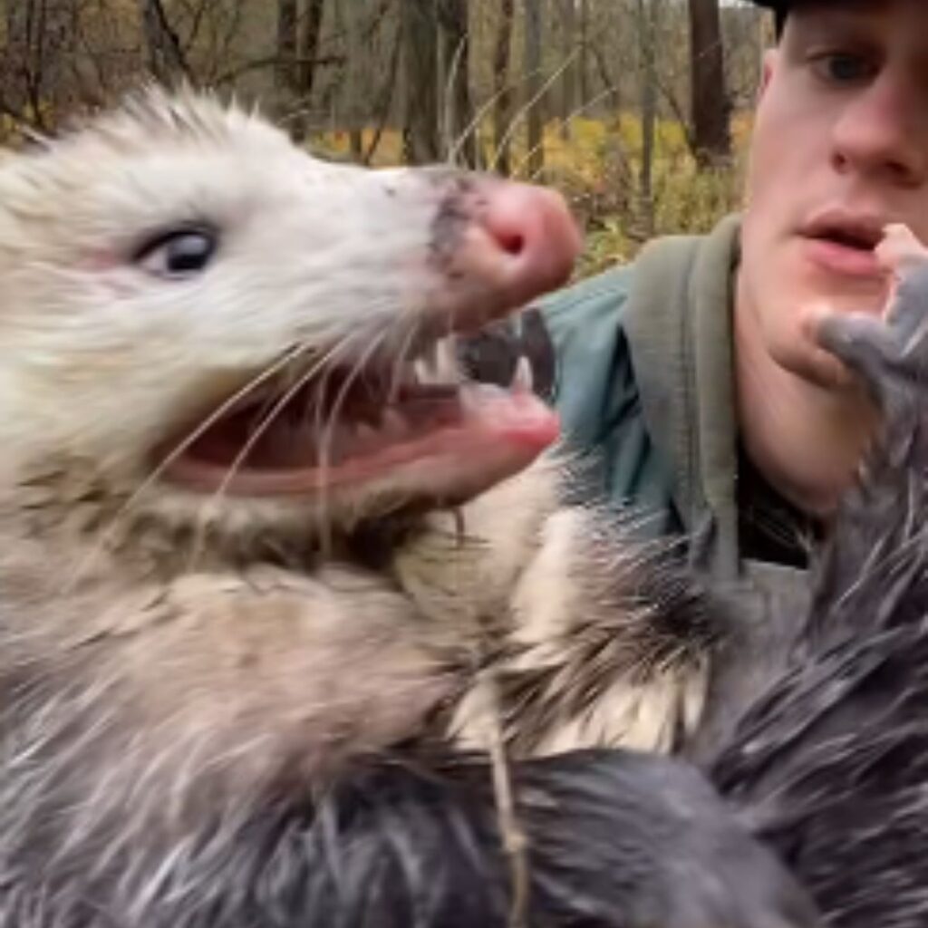 opossum makes faces