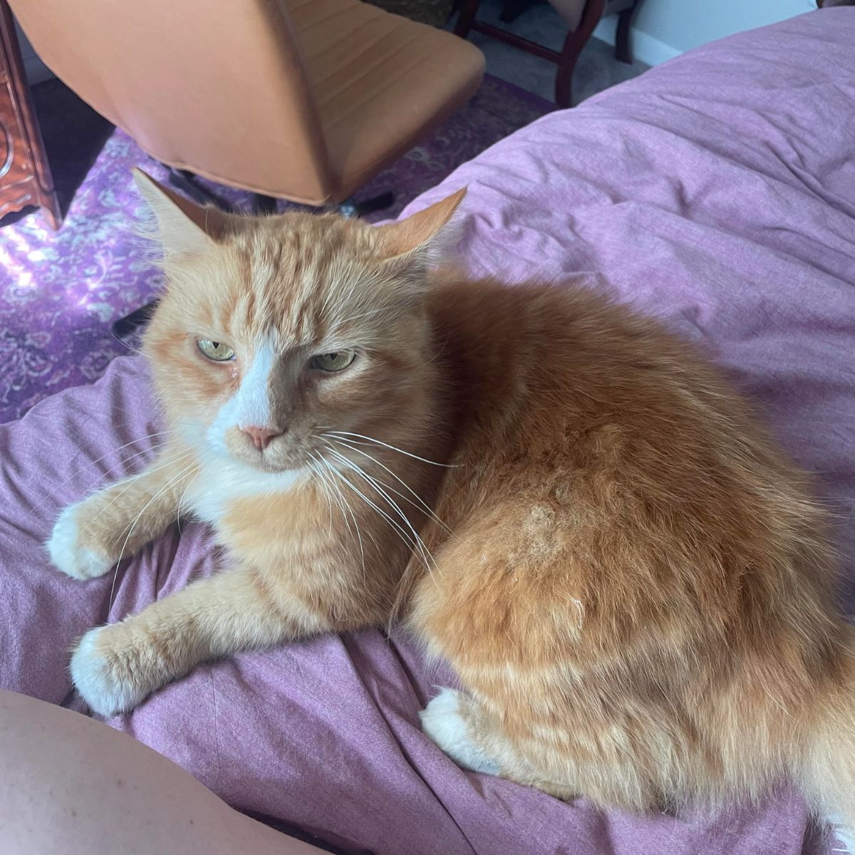 orange cat lying on bed