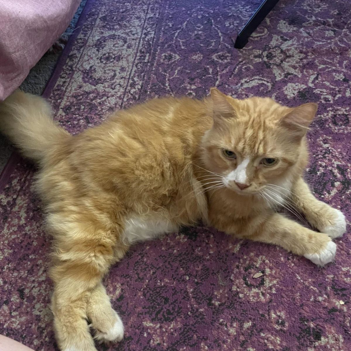 orange cat lying on the floor