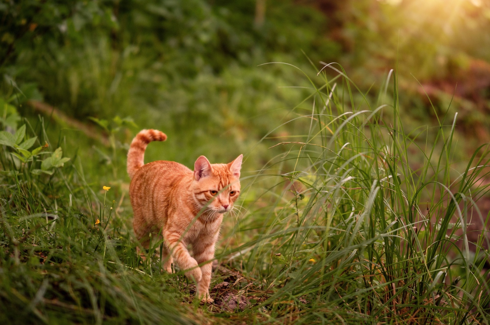 orange tabby