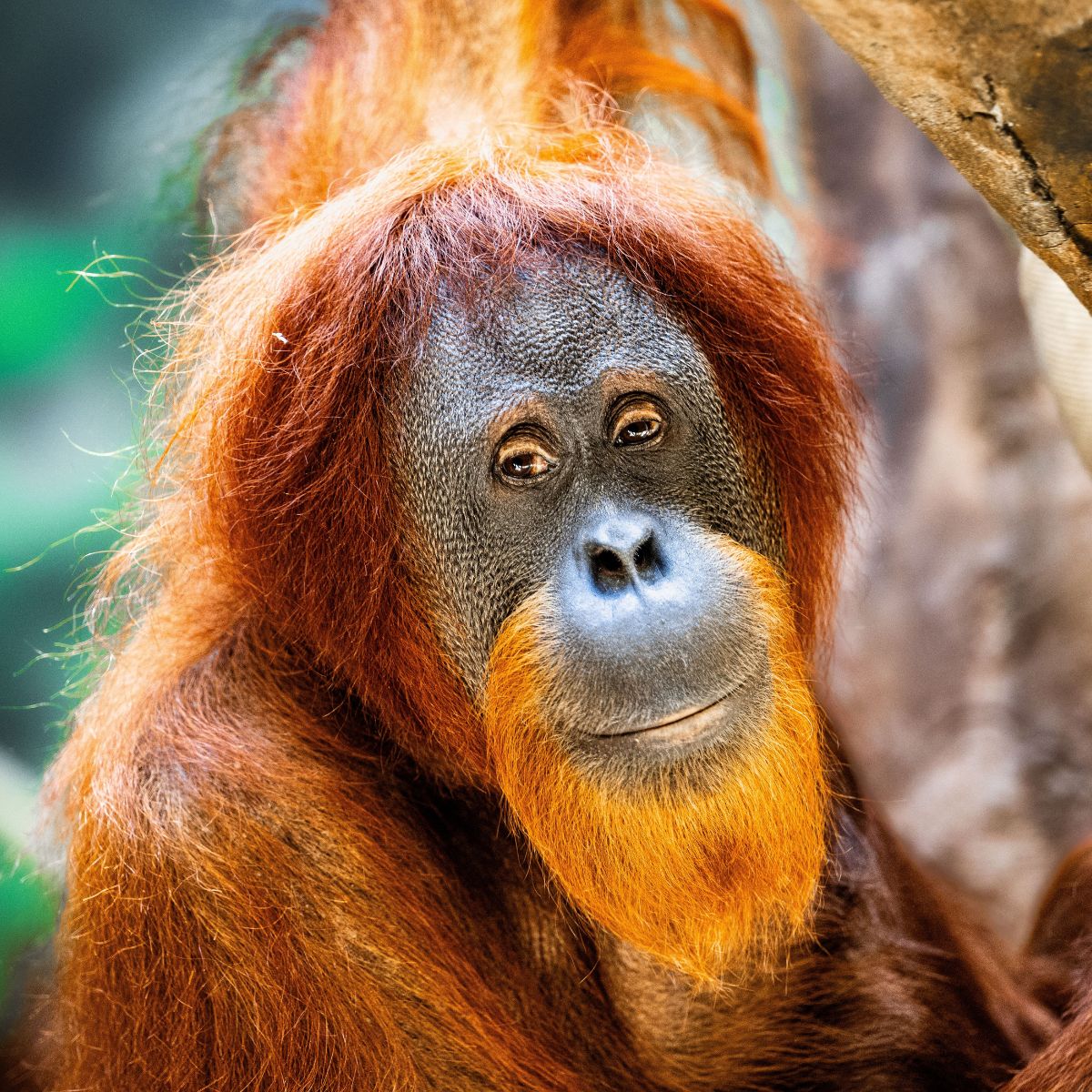 orangutan posing for camera