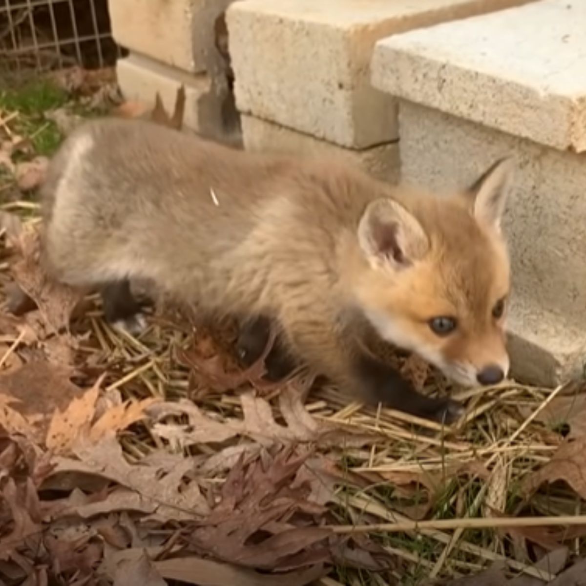 orphaned baby fox