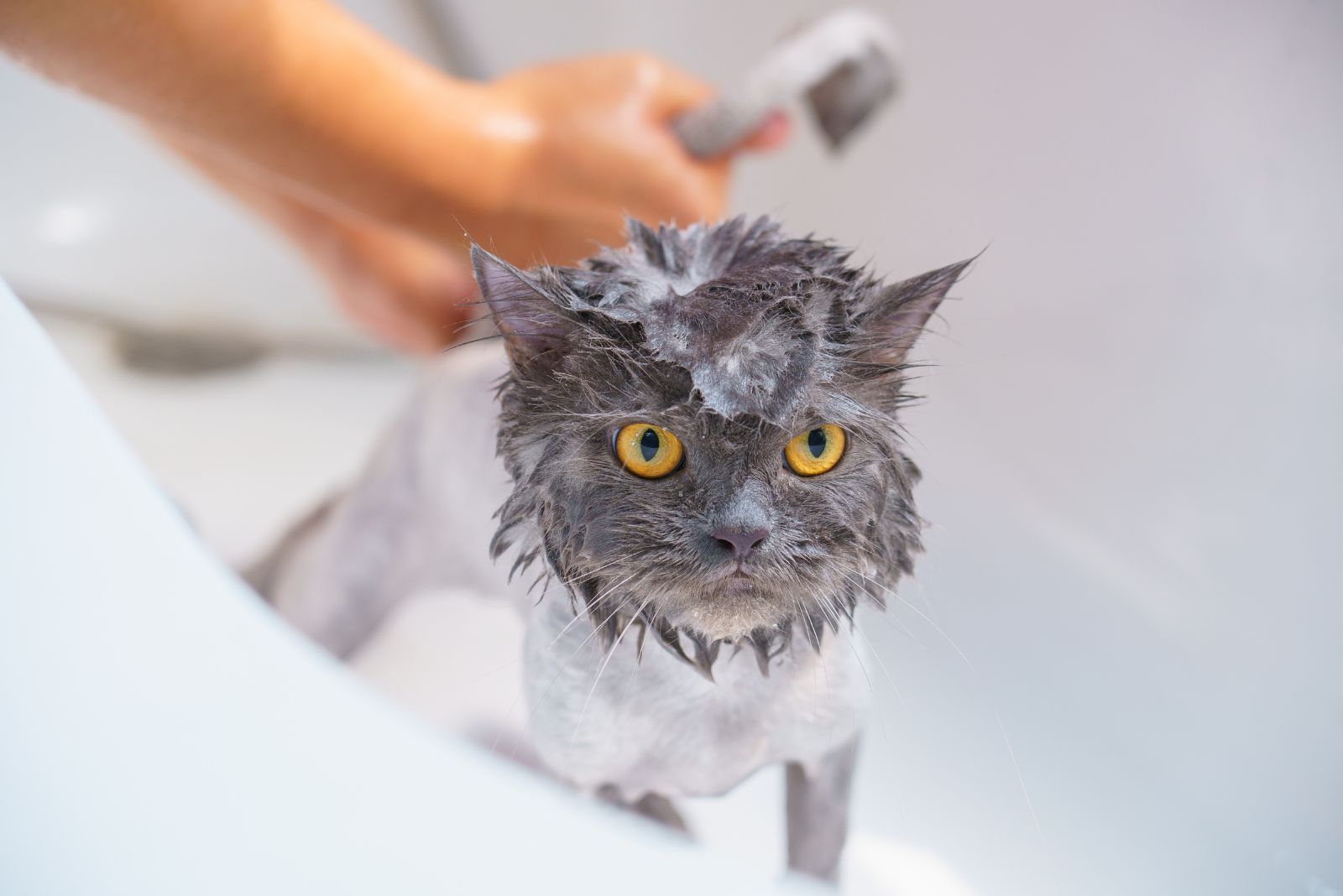 owner bathing a cat