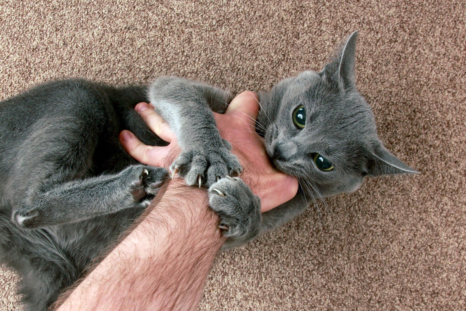 owner playing with gray cat