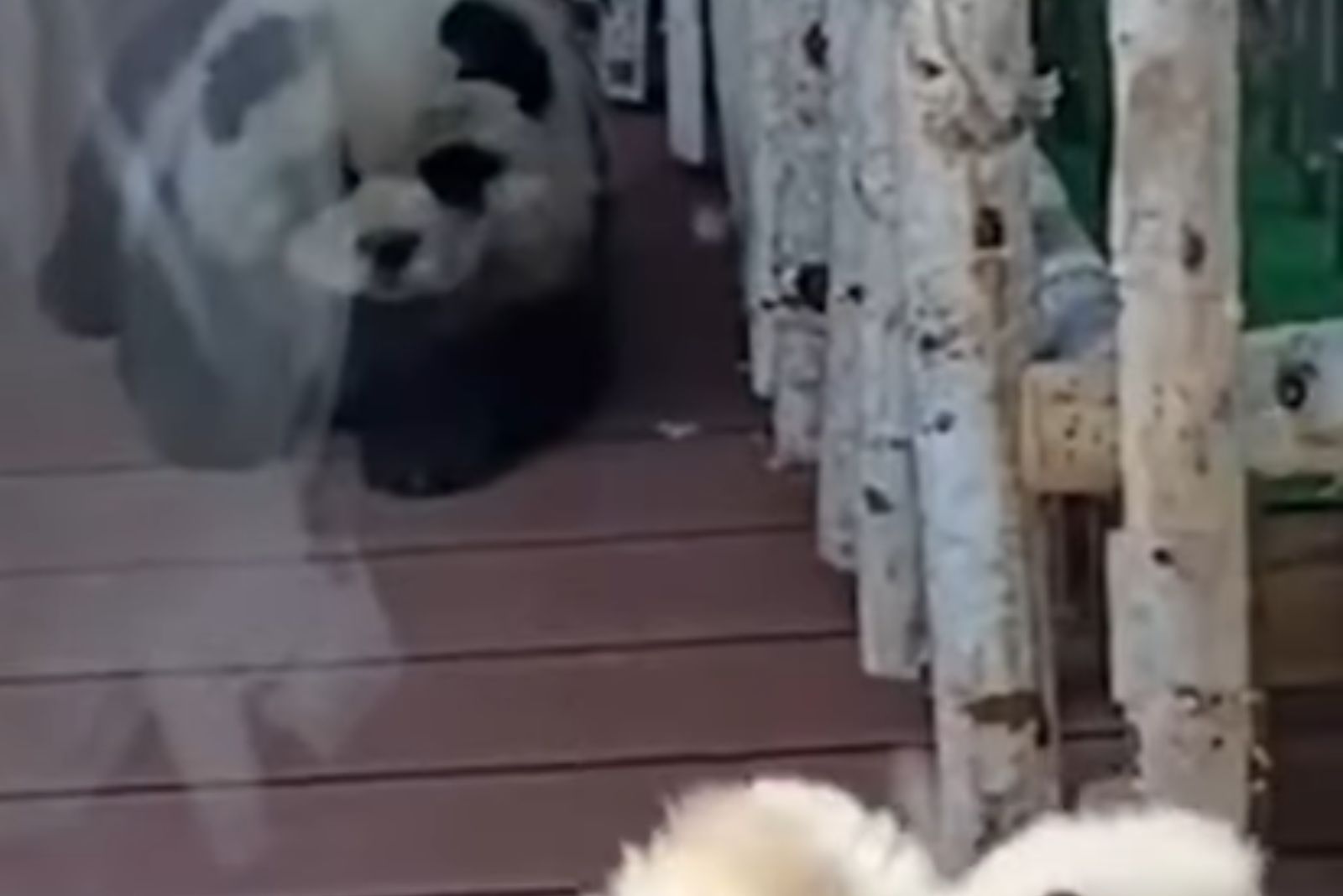 panda dog walking