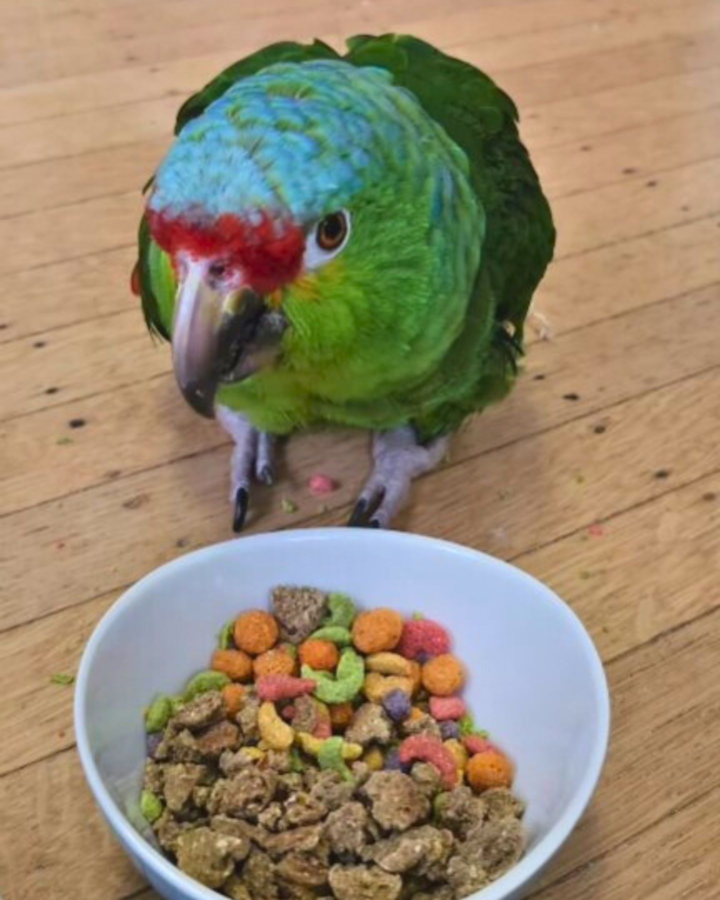 parrot and food