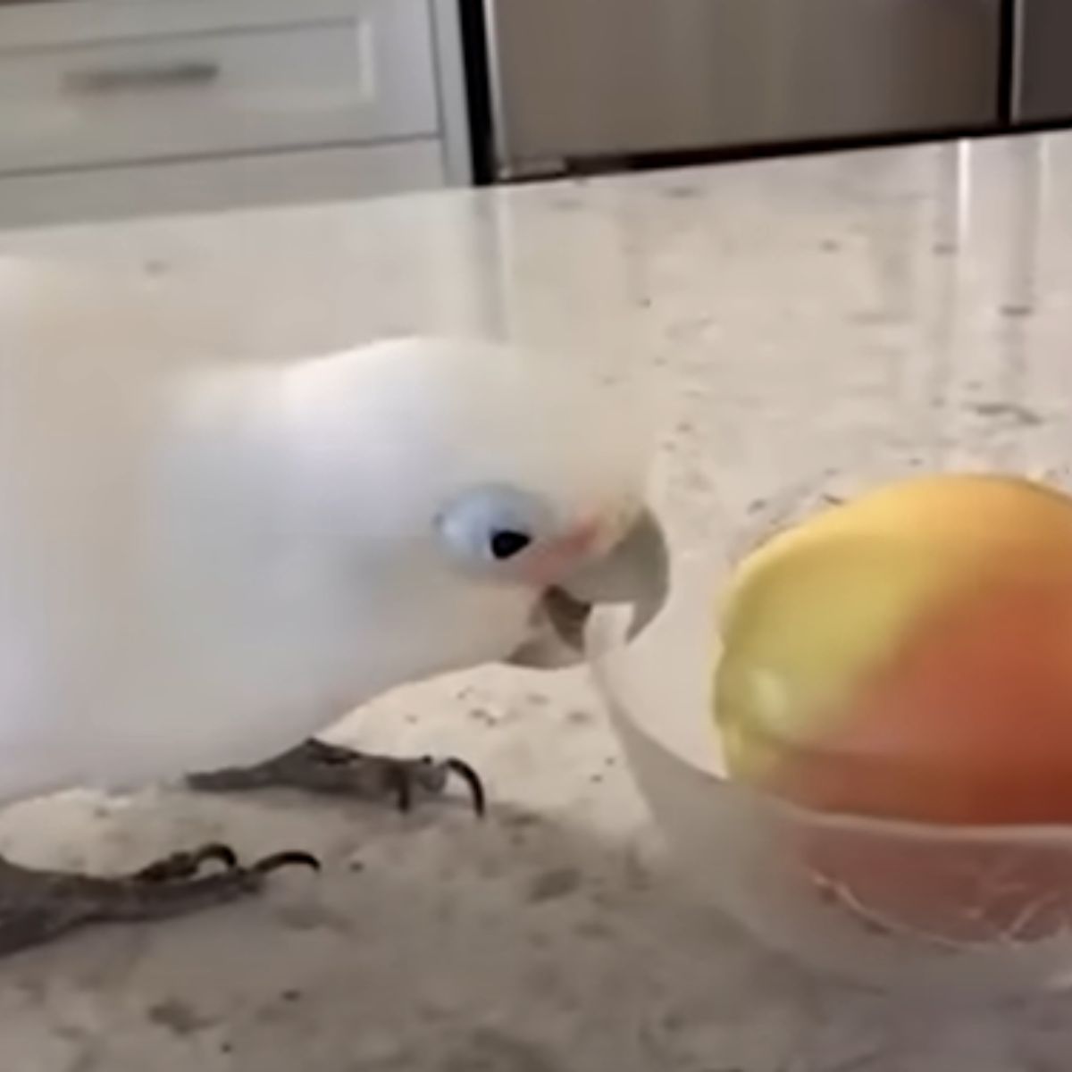 parrot grabbing a plastic bowl