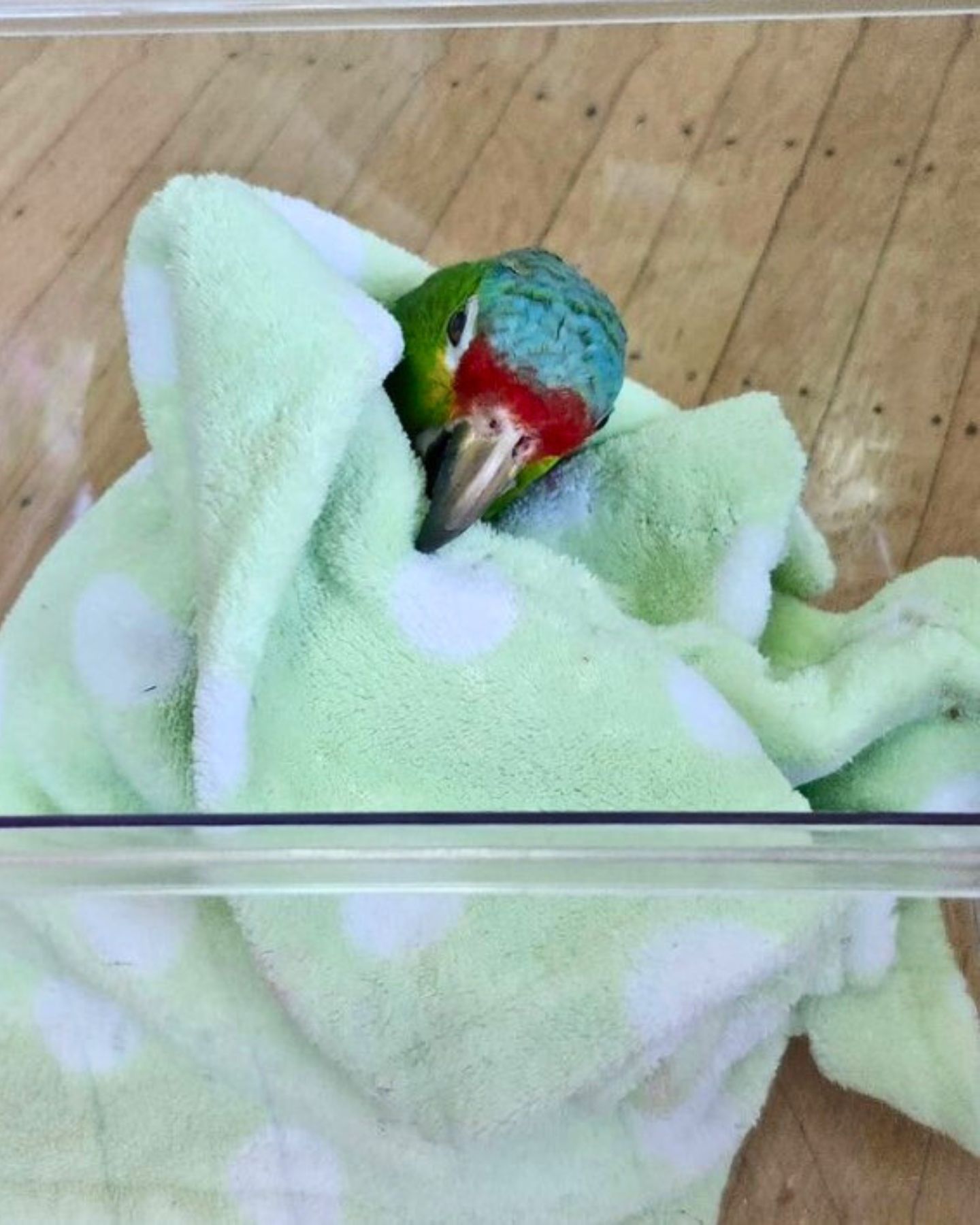 parrot in towel