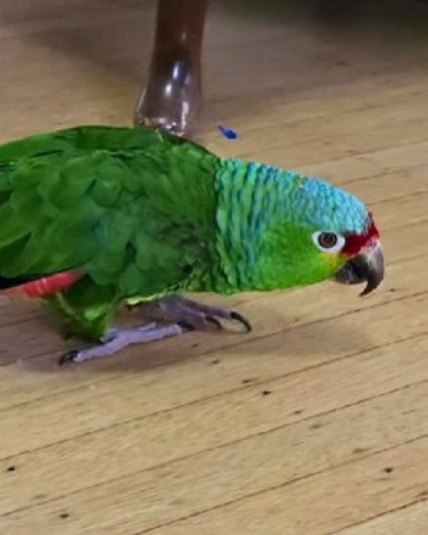 parrot walking