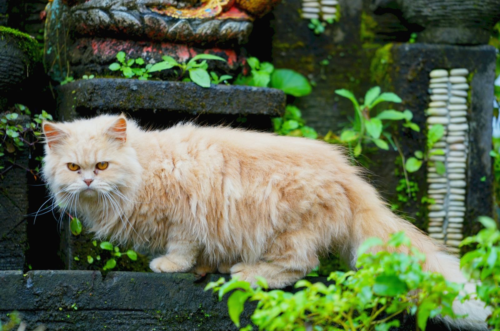 persian cat outdoor