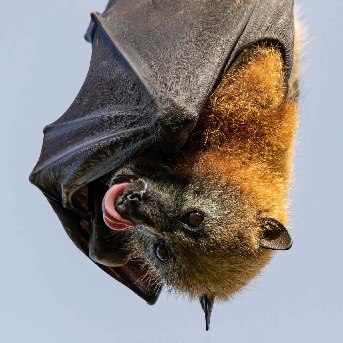 photo of a bat