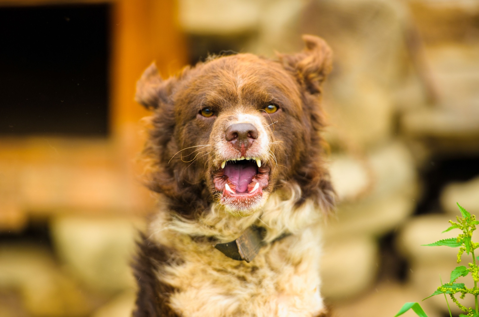 photo of a dog barking