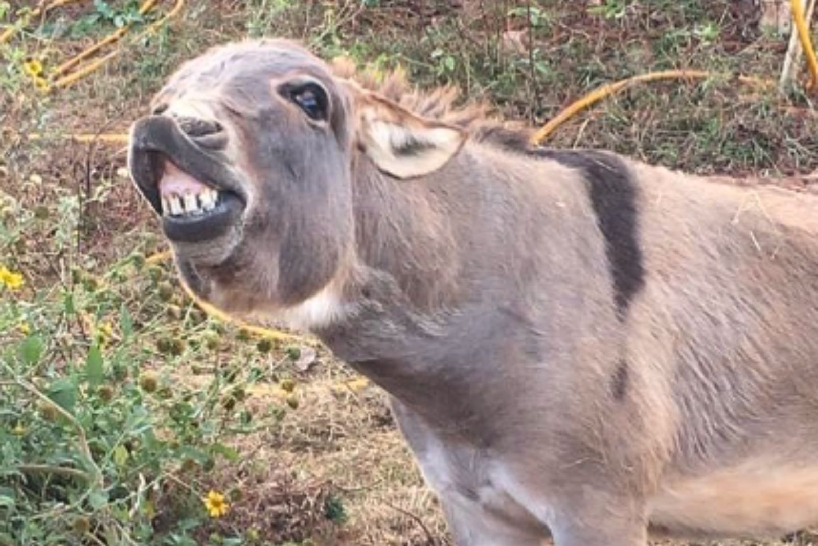 photo of a donkey