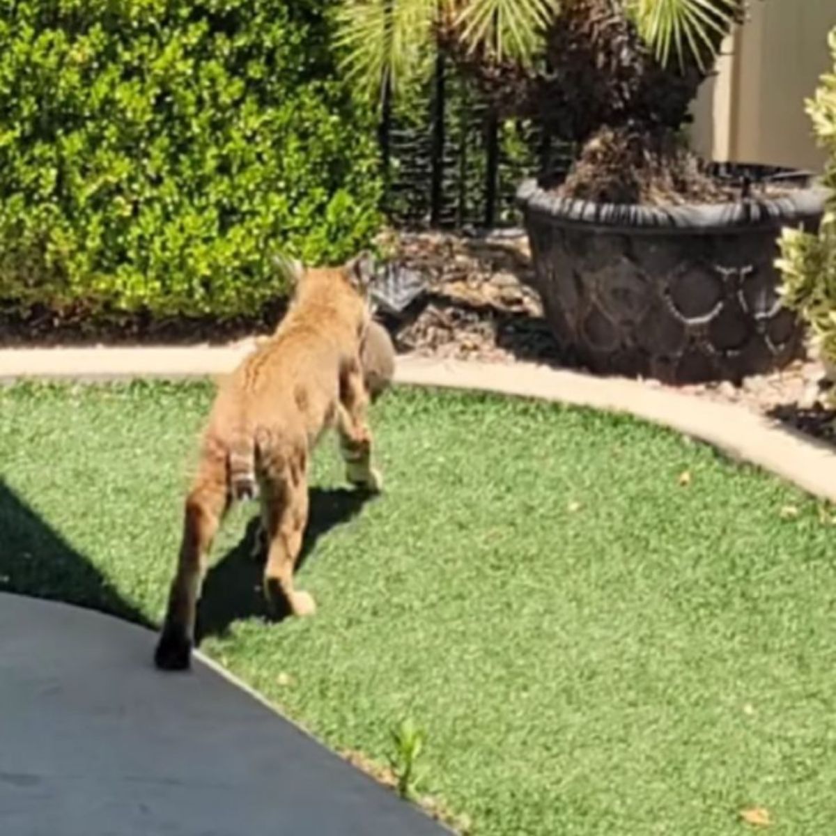 photo of bobcat