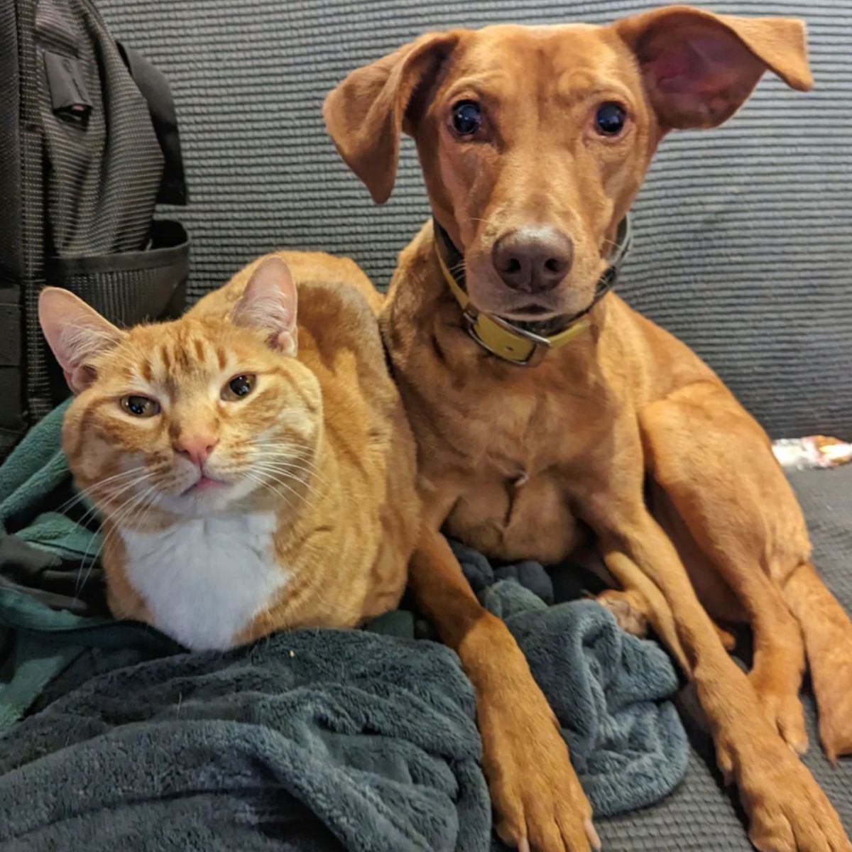 photo of cat and dog lying