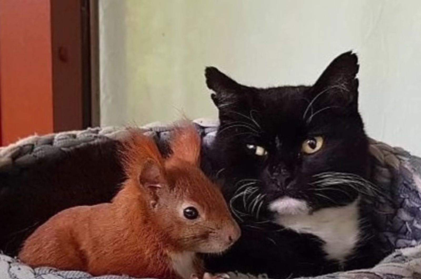 photo of cat and squirrel