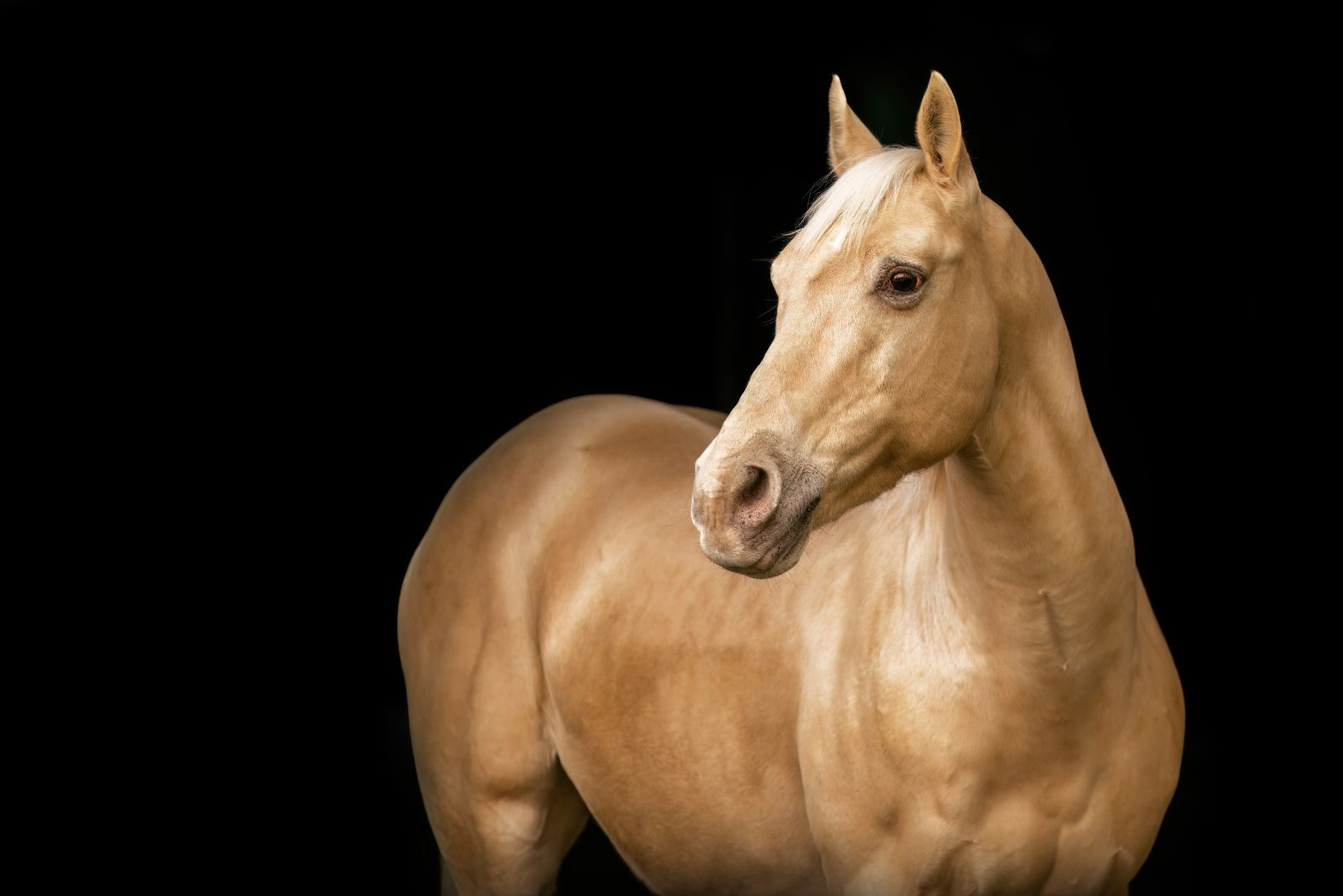 photo of horse with a black background