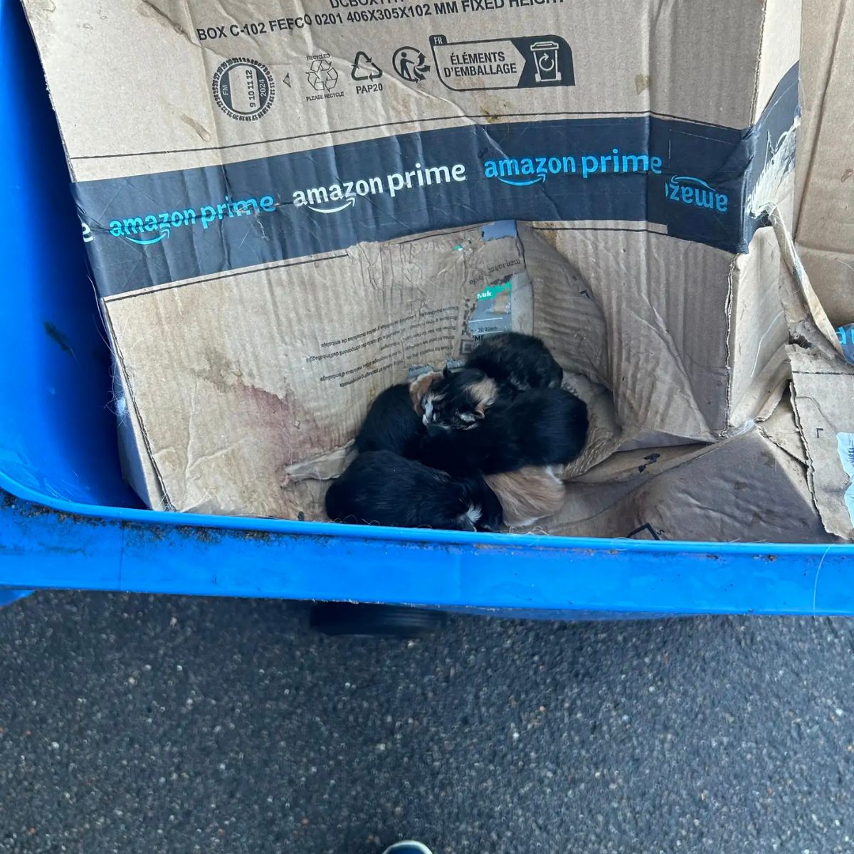 photo of kittens in a bin