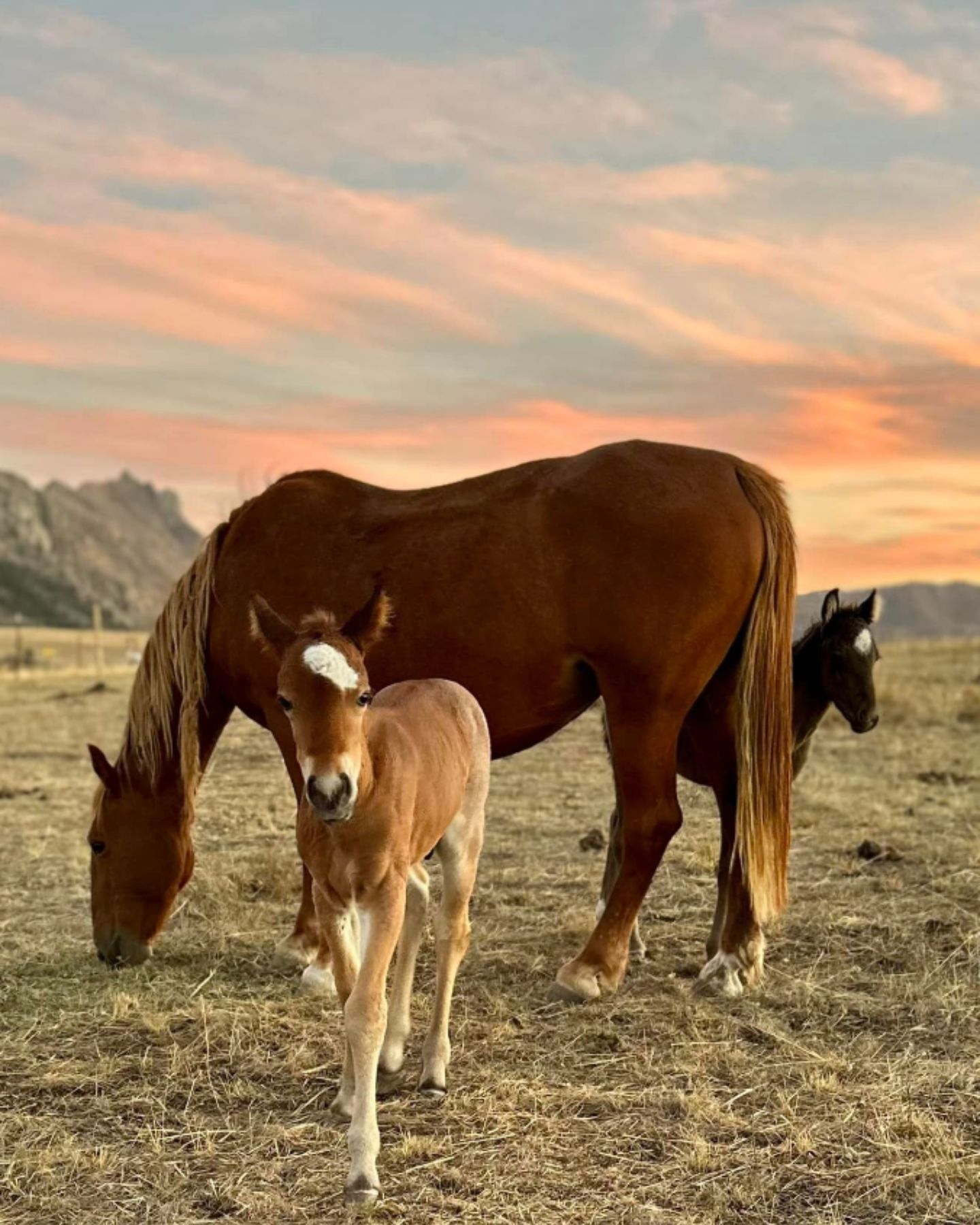 photo of mare and a colt