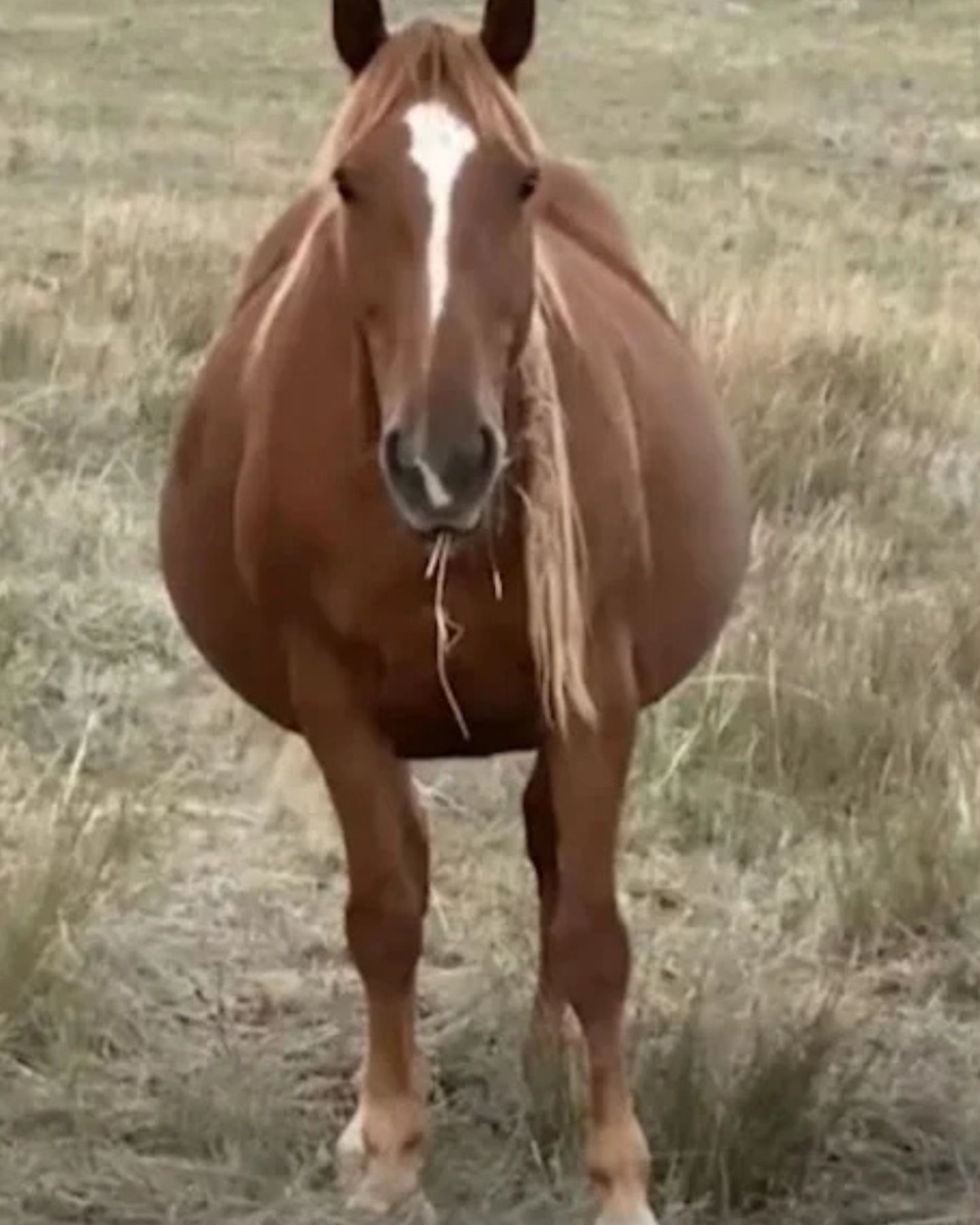 photo of pregnant mare