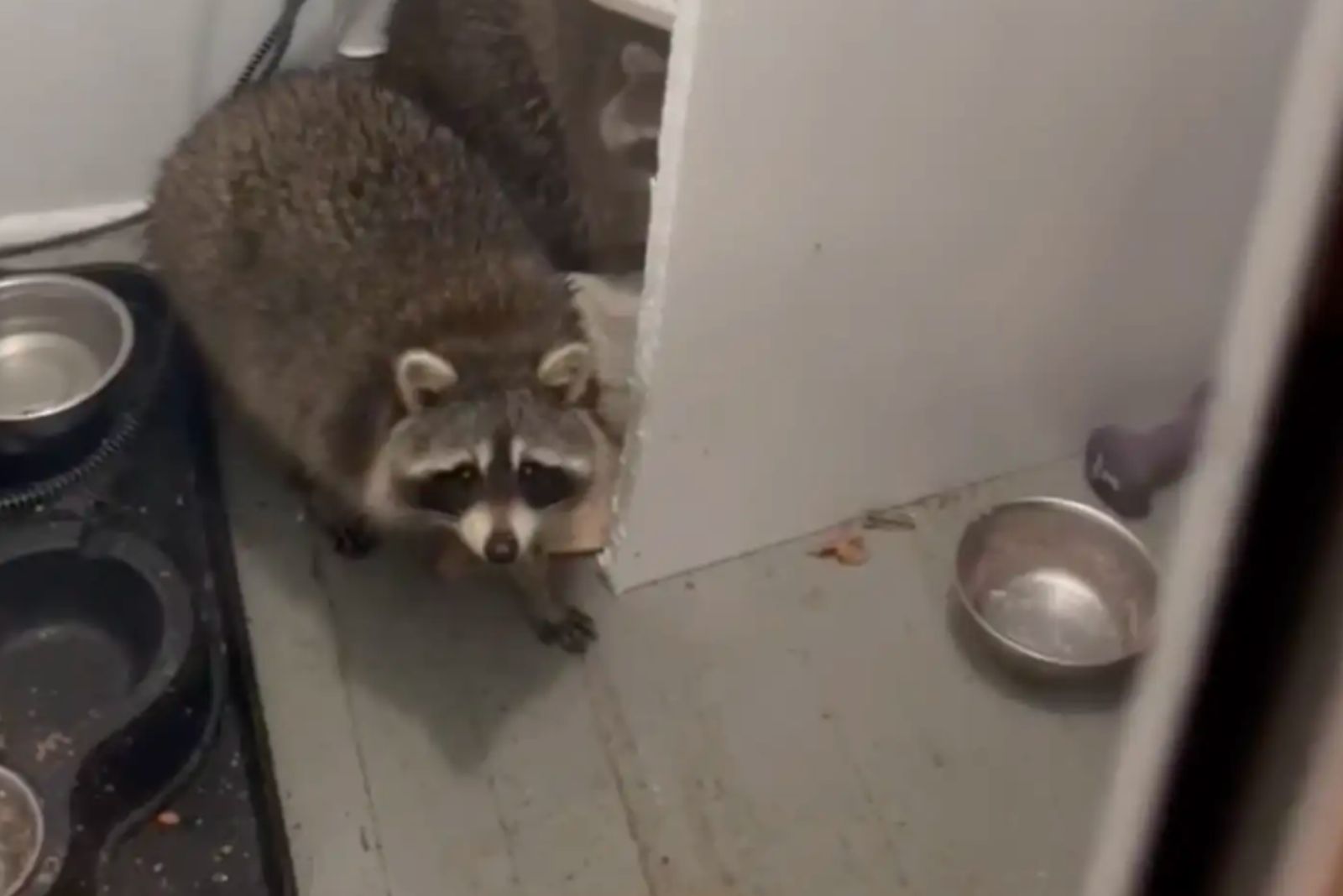 photo of raccoon