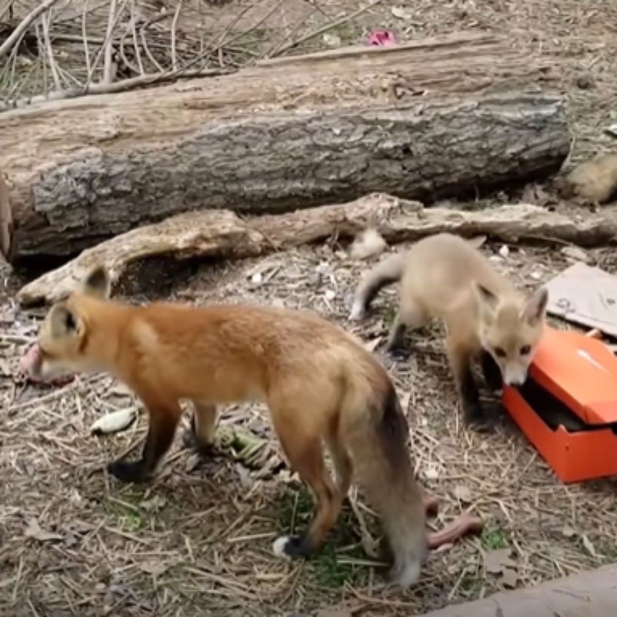 photo of two baby foxes