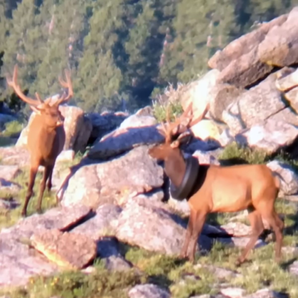 photo of two elk