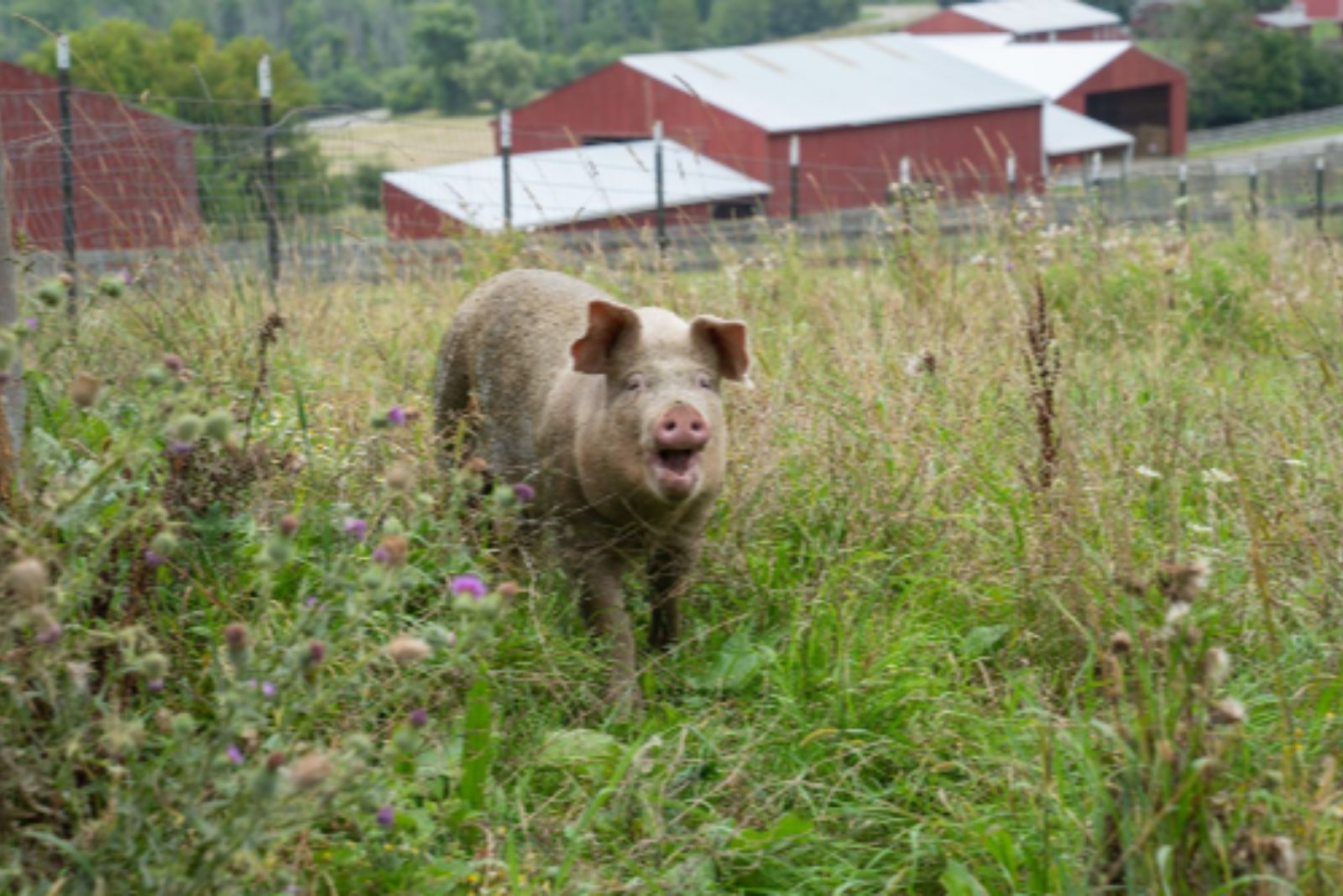 pig in a field