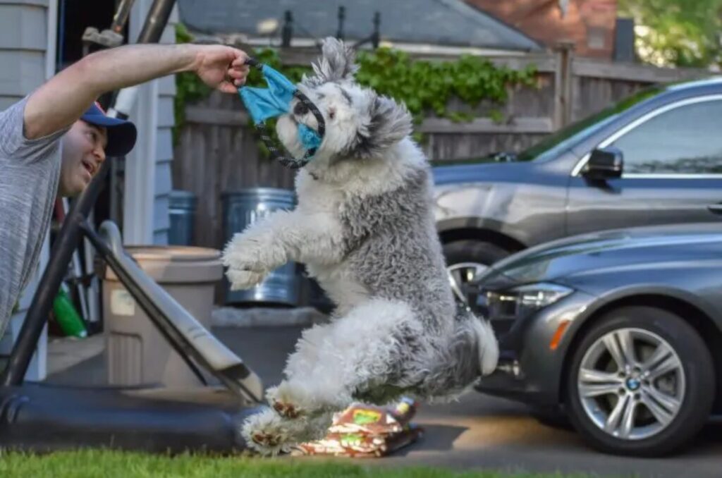 playful Micro Sheepadoodle with owner