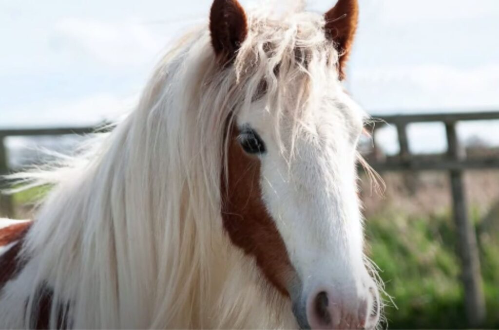 portrait of a beautiful horse