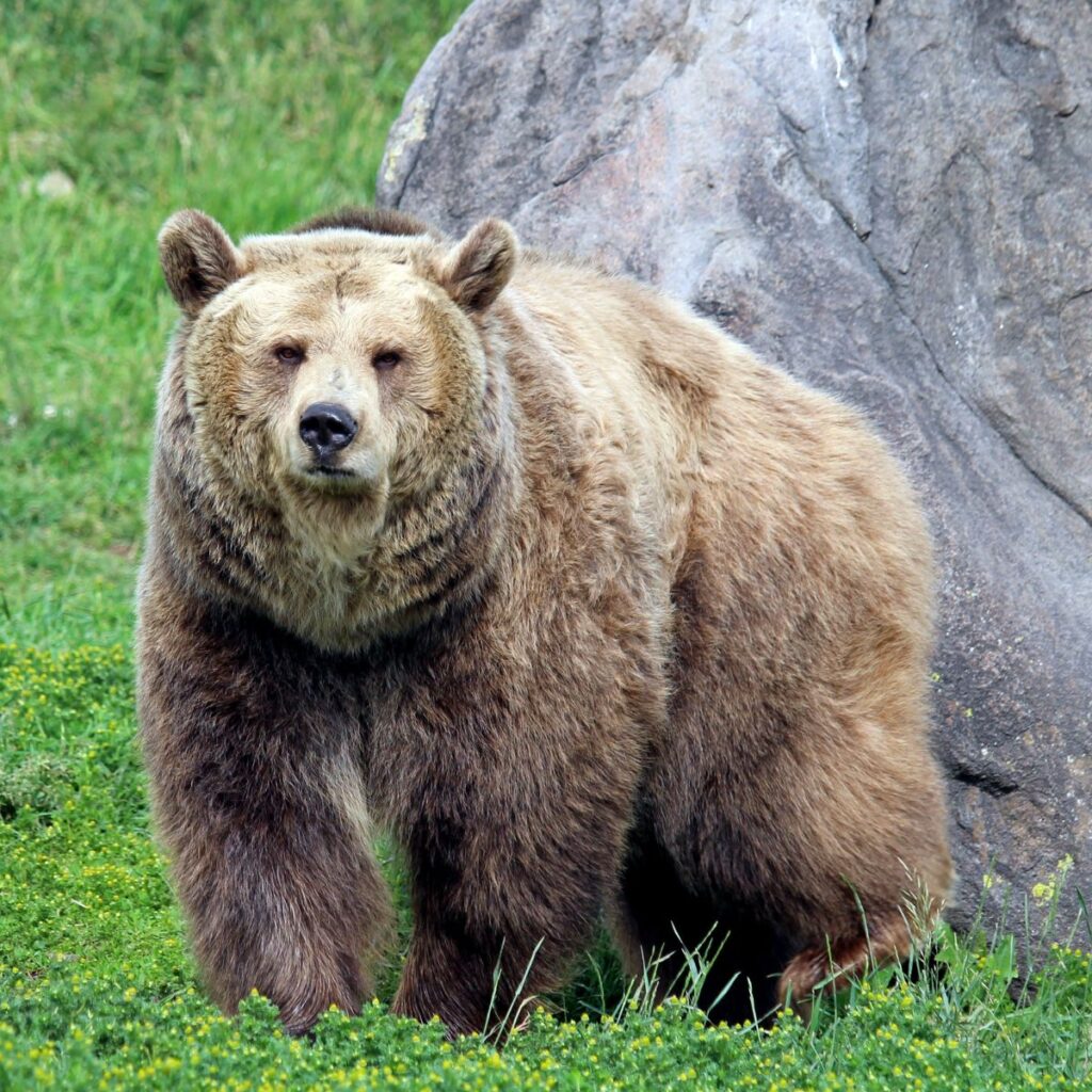 portrait of a big bear