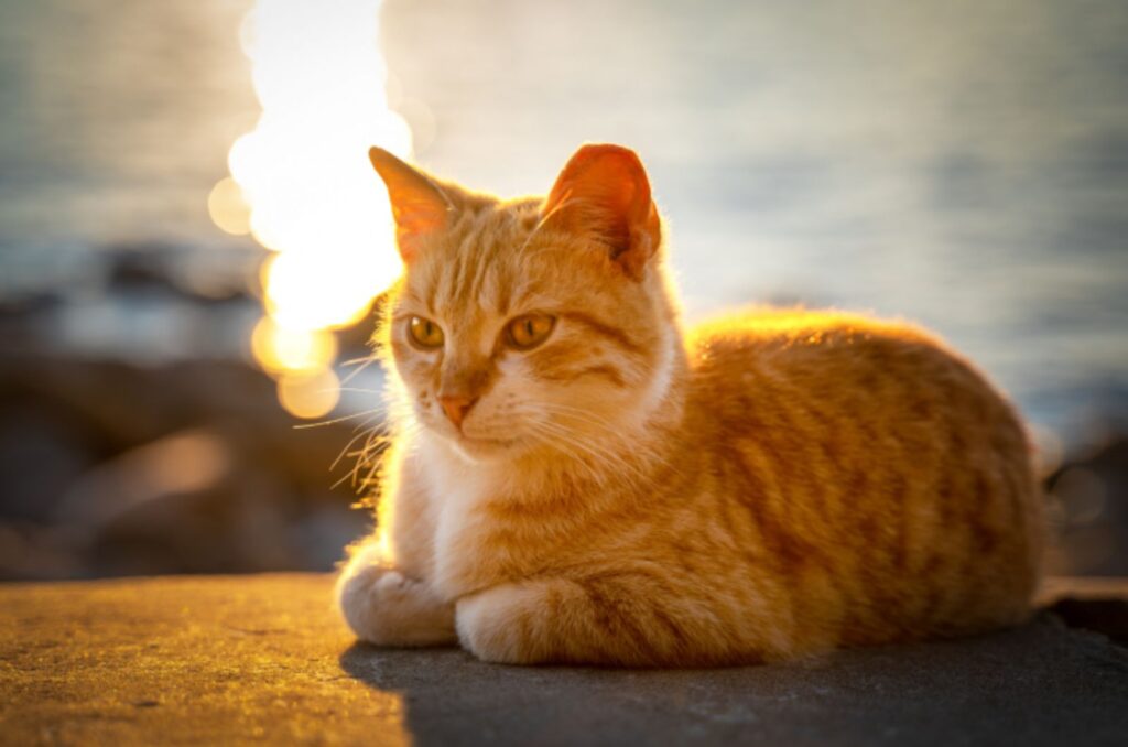 portrait of a colorful cat at sunset