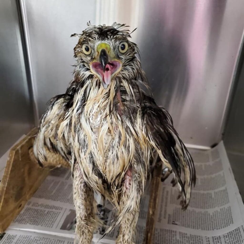 portrait of a distressed hawk