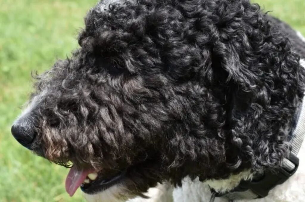 portrait of a dog with its tongue out