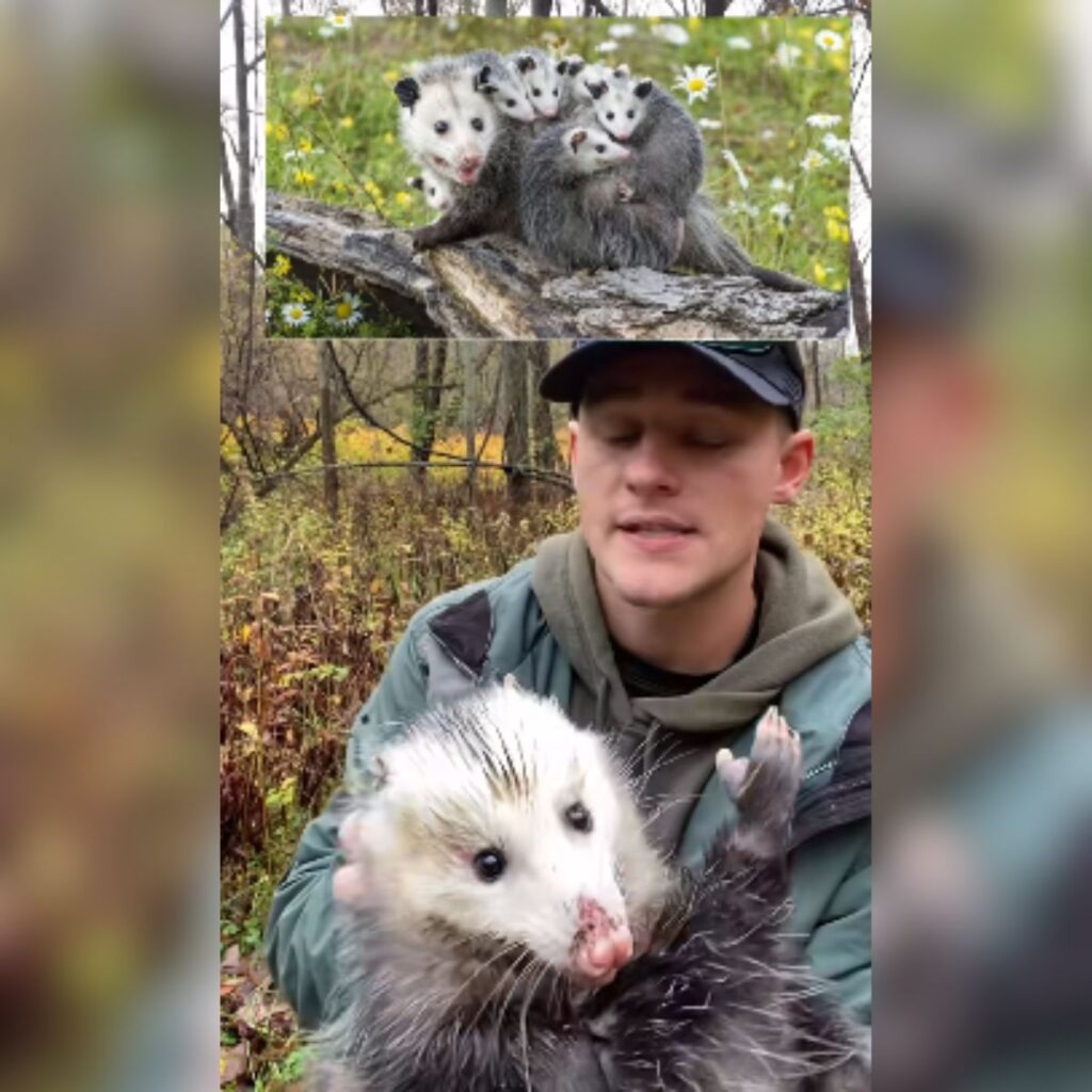 portrait of a opossum on a tree