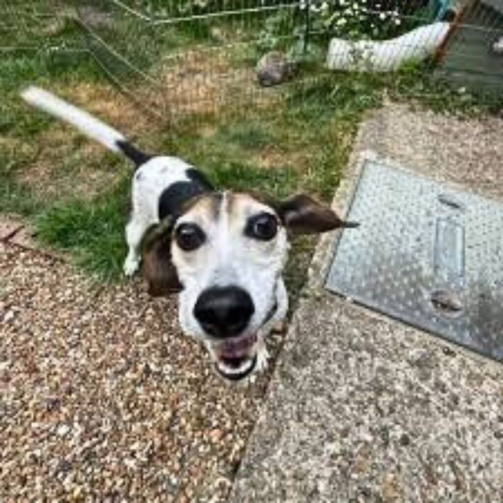 portrait of a playful beagle