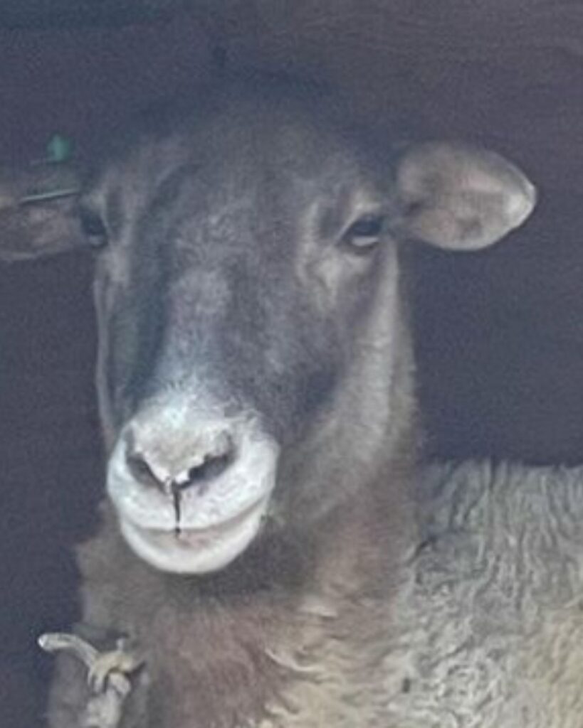 portrait of a sheep looking at the camera