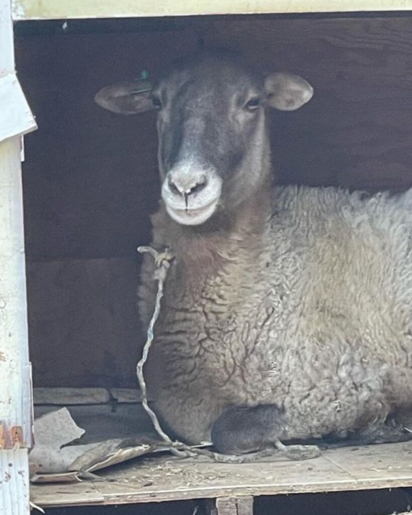 portrait of a tied sheep